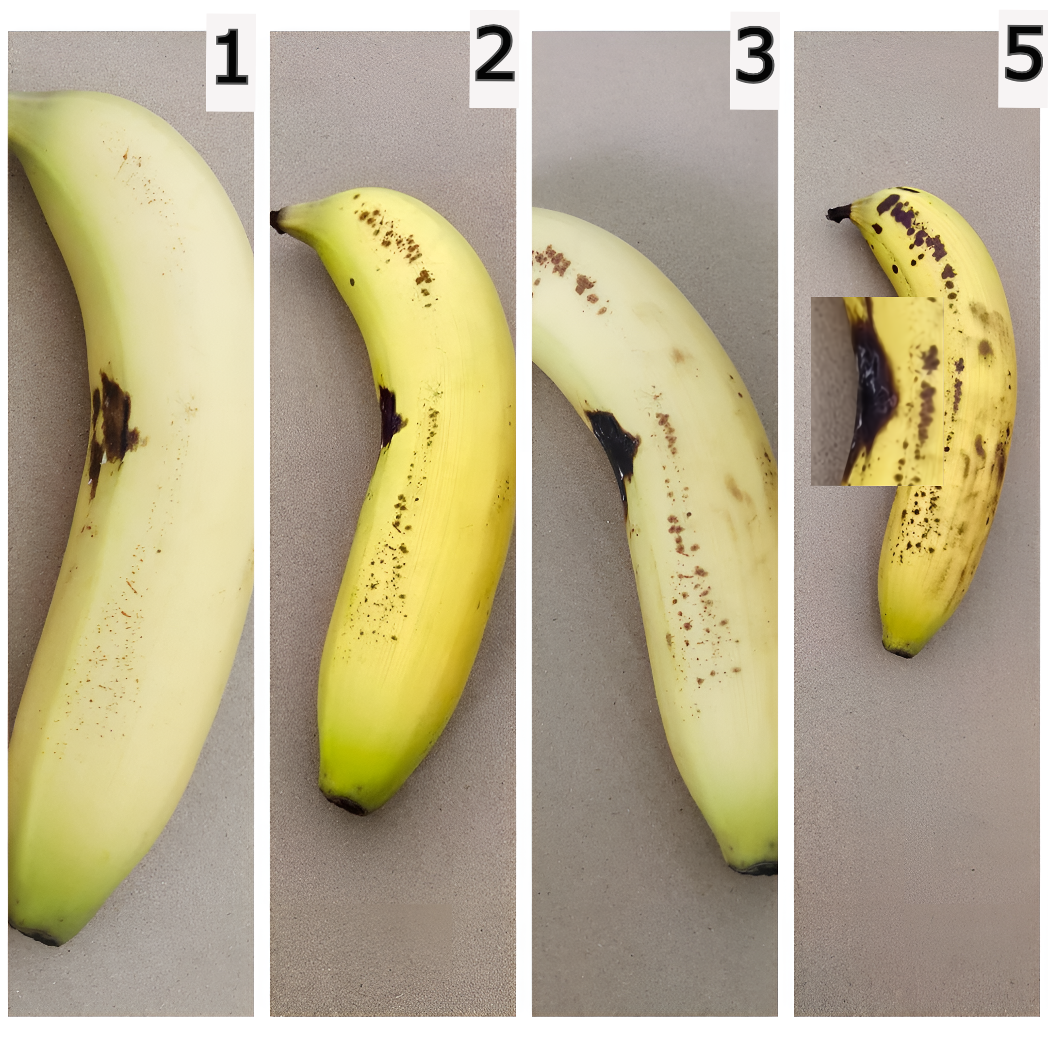 Banana experiement. Banana turned mouldy on 4th day without light treatment