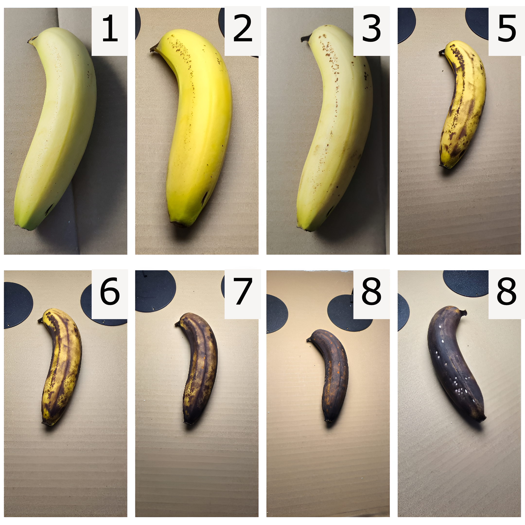 Banana experiement. Banana turned mouldy after 8 days under light treatment