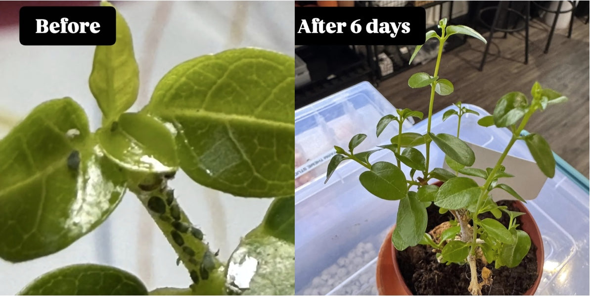 Before: Plant with bugs. After: Plant with bugs removed by light 